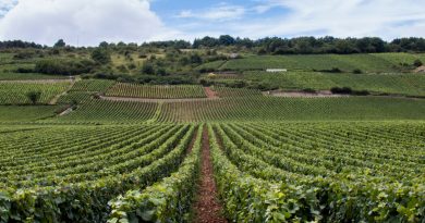 Séjour nature et vin en Bourgogne : vivre l’expérience des Cabottes
