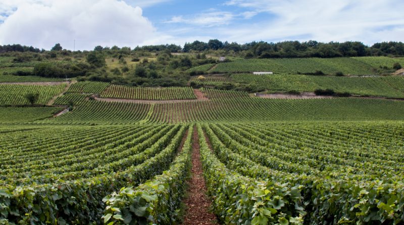 Séjour nature et vin en Bourgogne : vivre l’expérience des Cabottes